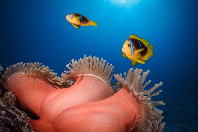 Introductory Dive in Bora Bora (afternoon) - The marine life: coral garden, fish, and the big extras you can hope for
