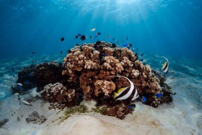 Introductory Dive in Bora Bora (afternoon) - Why the instructor ratio is the secret sauce