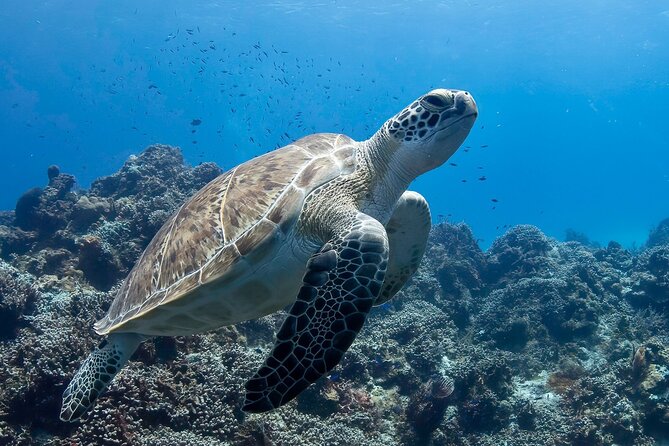 Introductory Diving Class in the Cozumel Reefs - Price and Time: Is $190.29 Worth It?