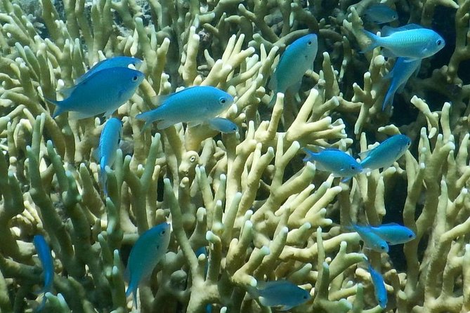 Introductory Scuba Dive experience - Whitetip Marine Adventures - Two underwater sessions: what you’ll actually see