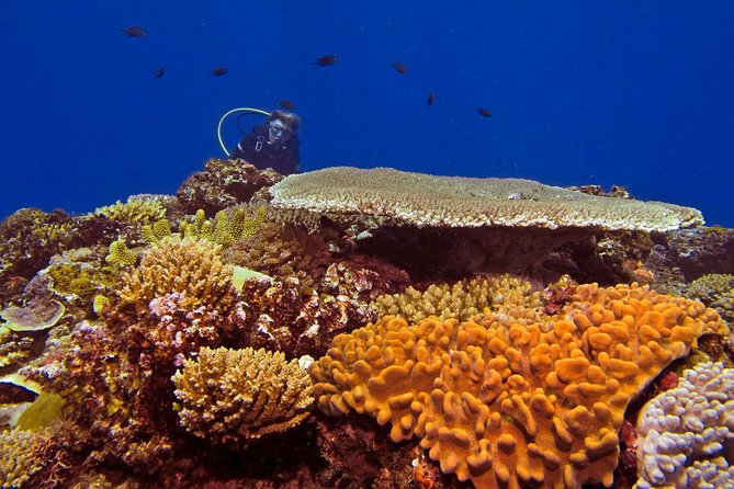 Introductory Scuba Dive experience - Whitetip Marine Adventures - Safety and calm coaching: how the team supports nerves