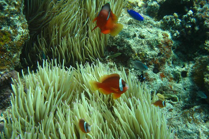 Introductory Scuba Dive experience - Whitetip Marine Adventures - Shallow-water training beside the coral reef (the whole point)