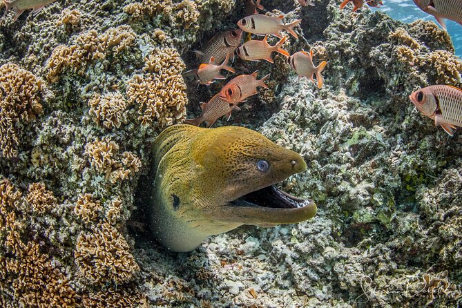 Introductory Scuba Diving Experience in Bora Bora - Refreshments on the Water: Snacks and Champagne