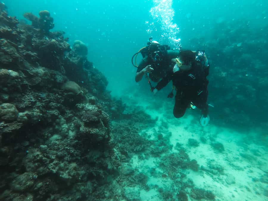 Jeddah: Red sea shore diving (Discovery) - Quick Hits You’ll Care About