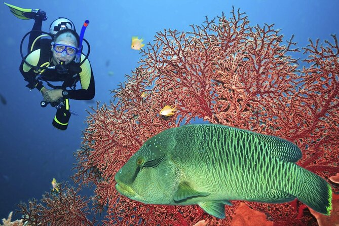 Join our Daily Diving Trip with 2 dives Transfer & Lunch-Hurghada - Morning Pickup, Timing, And What the Boat Day Really Means