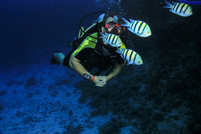 Join our Daily Diving Trip with 2 dives Transfer & Lunch-Hurghada - Who This Tour Suits Best (And Who Might Want Another Option)
