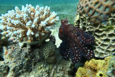 Journey of Diving or Snorkelling from a Boat - Onboard Comfort: The 22-Meter Boat Part That People Forget to Mention