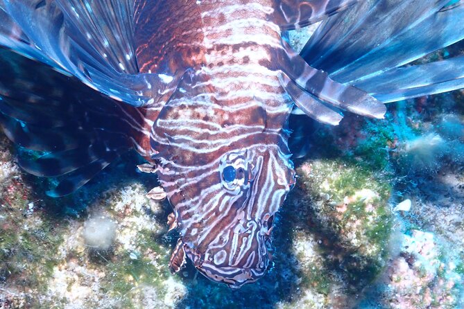Jubilee Shoals guided boat dives - Key highlights to watch for