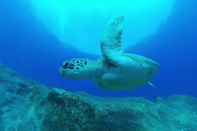 Jubilee Shoals guided boat dives - What you’re likely to see: coral, turtles, and marine variety