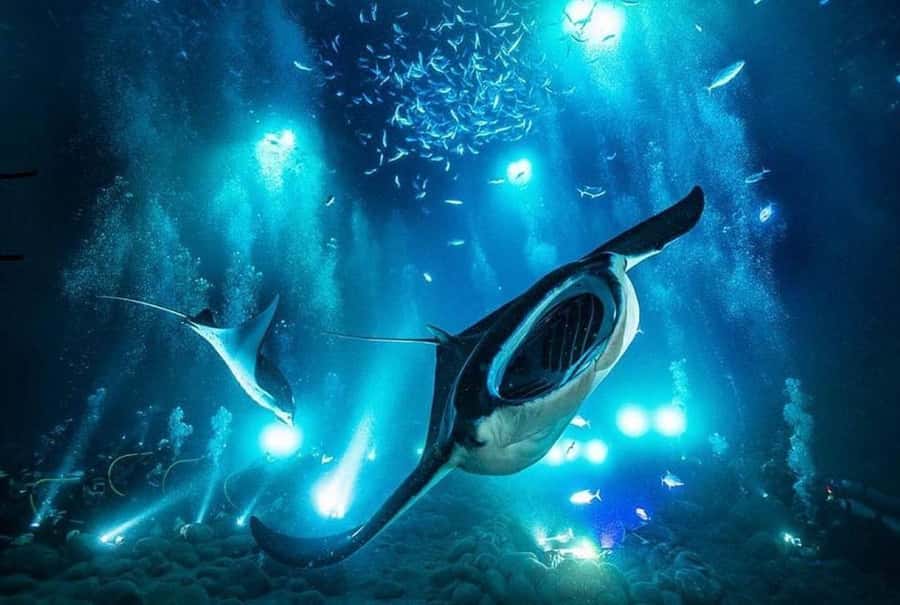 Kailua-Kona: Night Manta Snorkel or Dive - Key Highlights You’ll Care About