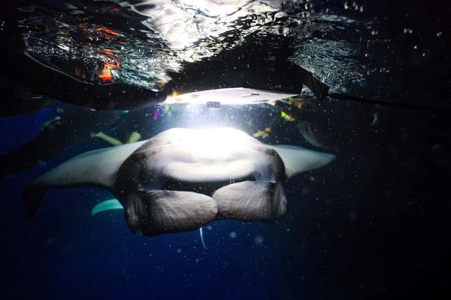 Kailua-Kona: Night Manta Snorkel or Dive - The Plankton-Lights Setup: Your Real Reason for Booking