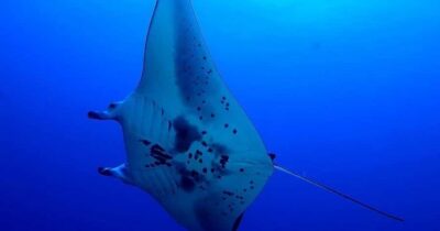 Kailua-Kona: Night Manta Snorkel or Dive - How the 2-Hour Experience Flows on the Water
