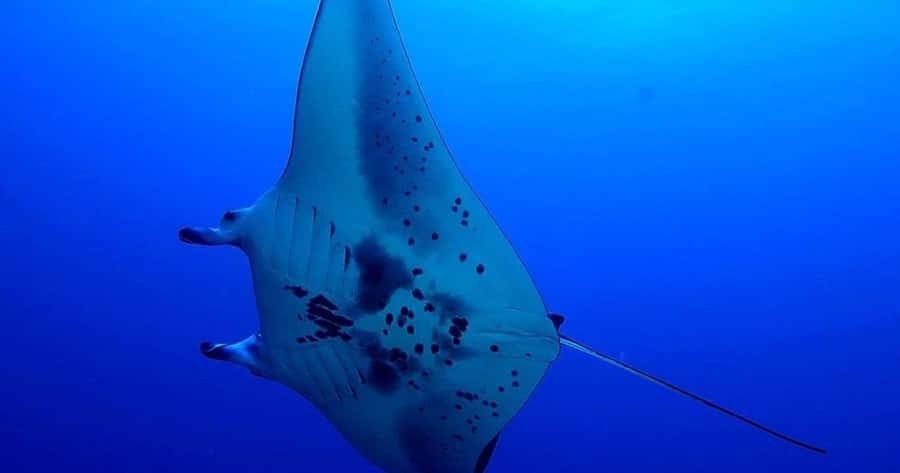 Kailua-Kona: Night Manta Snorkel or Dive - How the 2-Hour Experience Flows on the Water