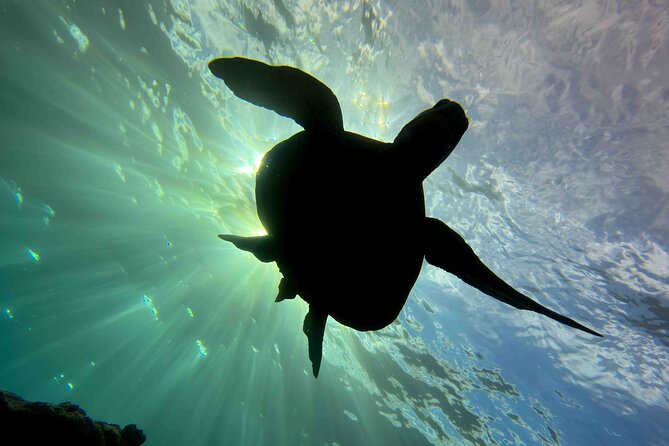 Kauai's Exclusive Morning Scuba Charter for Experienced Divers - South Shore Wildlife You Can Expect (and What Might Be Seasonal)