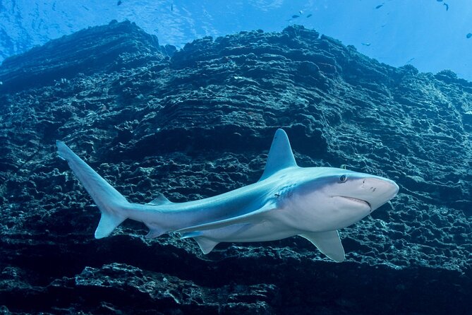 Kauai's Exclusive Morning Scuba Charter for Experienced Divers - The Lava Tube Moment: What Prior Guests Loved Most