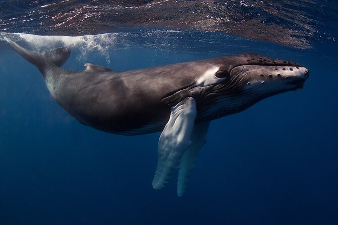 Kauai's Exclusive Morning Scuba Charter for Experienced Divers - Who This Charter Fits Best on Kauai