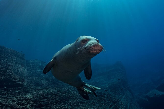 Kauai's Exclusive Morning Scuba Charter for Experienced Divers - Weather, Numbers, and Setting Expectations Before You Book