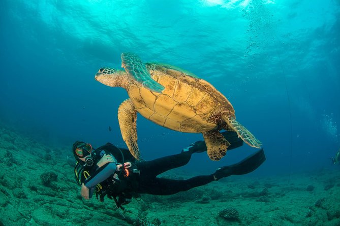 Kauai's Ultimate Discover Scuba Dive - OCEAN EXPERIENCE (1 Tank Dive) - Key highlights you’ll actually feel on the day