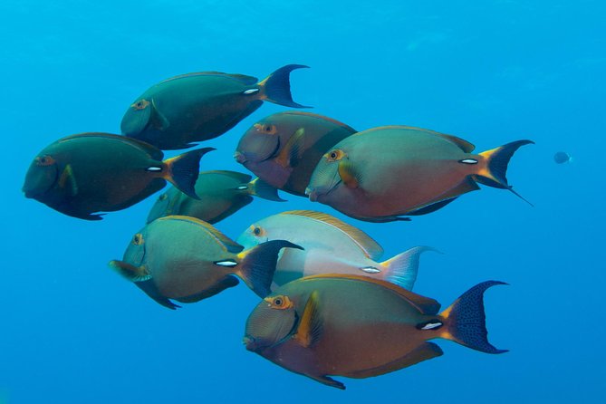 Kauai's Ultimate Discover Scuba Dive - OCEAN EXPERIENCE (1 Tank Dive) - Kauai marine life and fish ID: spotting wildlife with context