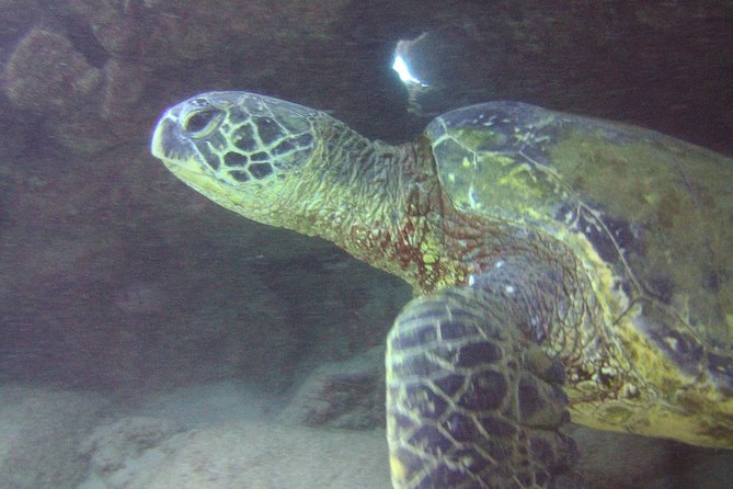 Kauai's Ultimate Discover Scuba Dive - OCEAN EXPERIENCE (1 Tank Dive) - Who should book this (and who should rethink it)