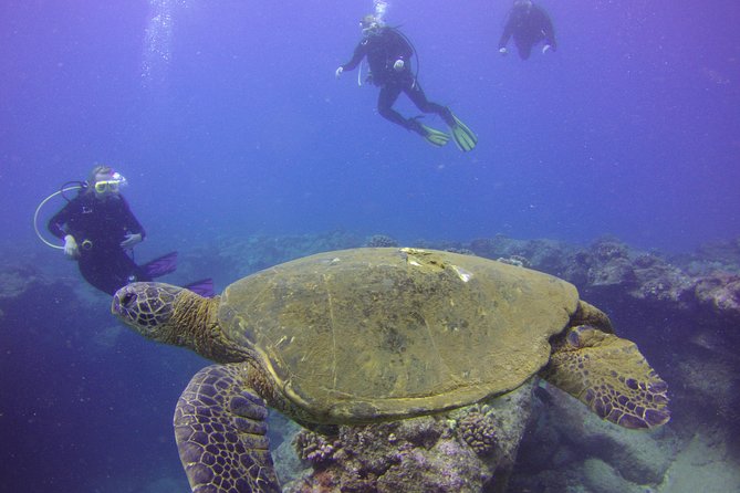 Kauai's Ultimate Discover Scuba Dive - OCEAN EXPERIENCE (1 Tank Dive) - Timing on Kauai: the 2.5–3 hour schedule and day-planning tips