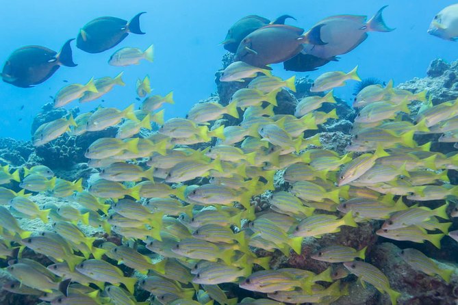Kauai's Ultimate Discover Scuba Dive - OCEAN EXPERIENCE (1 Tank Dive) - Cost and value: what $186.13 buys you in real terms