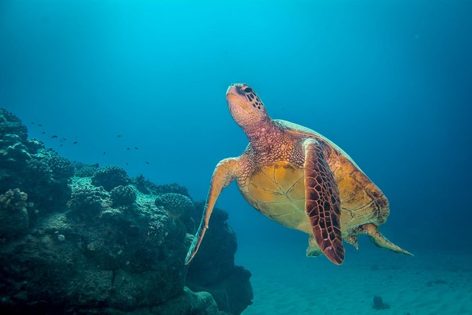 Kauai's Ultimate Dive Boat Adventure (for CERTIFIED Divers Only) - Certified Divers Only: Why the Group Size Matters