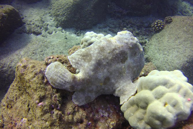 Kauai's Ultimate Dive Boat Adventure (for CERTIFIED Divers Only) - What You’ll See: Honu Turtles, Eels, and a Lot of Reef Life