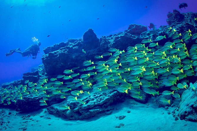 Kauai's Ultimate Dive Boat Adventure (for CERTIFIED Divers Only) - Food, Water, and the Pace Between Tanks