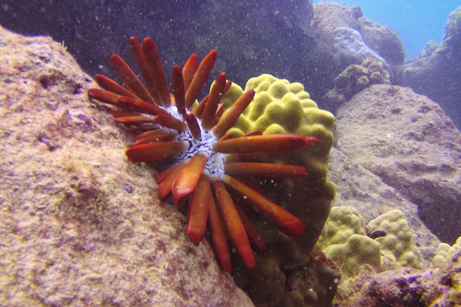 Kauai's Ultimate Scooter Adventure 2 Tank Dive (Advance Certified Divers Only) - First tank: learning the TUSA DPV scooter rhythm