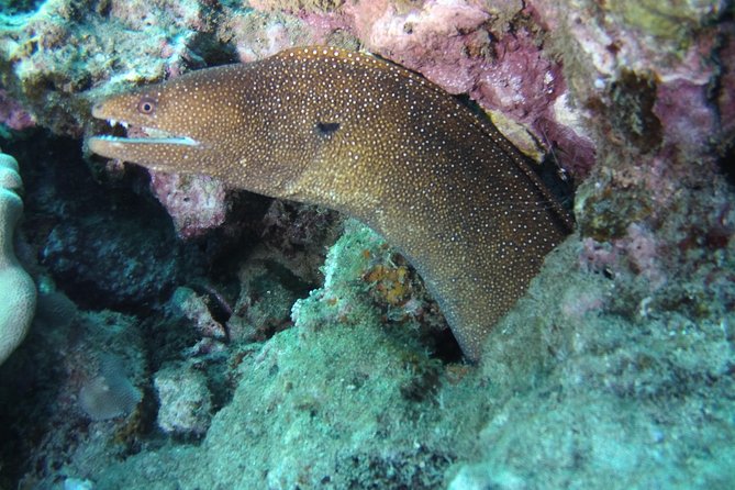 Kauai's Ultimate Scooter Adventure 2 Tank Dive (Advance Certified Divers Only) - Cruising reefs at efficiency speed (and why it’s worth it)