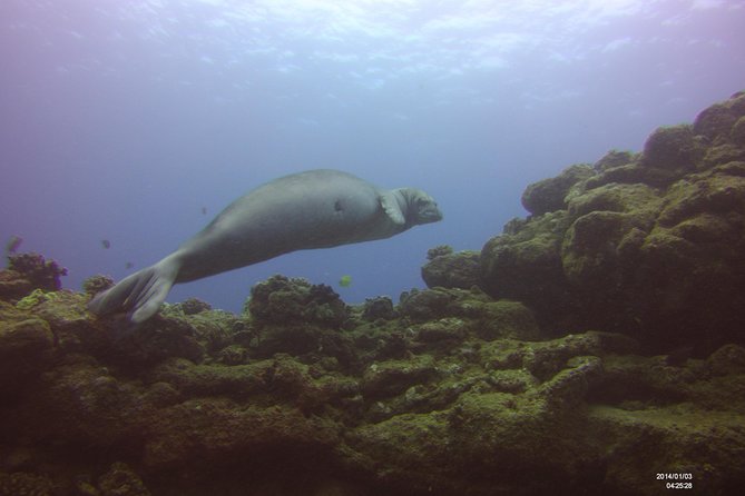 Kauai's Ultimate Scooter Adventure 2 Tank Dive (Advance Certified Divers Only) - Sheraton Caverns: scooter-in, tie-off, and swim the cavern system