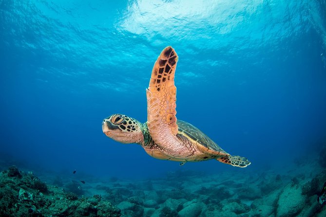 Kauai's Ultimate Scooter Adventure 2 Tank Dive (Advance Certified Divers Only) - Koloa Landing start: tight groups make the day feel calm