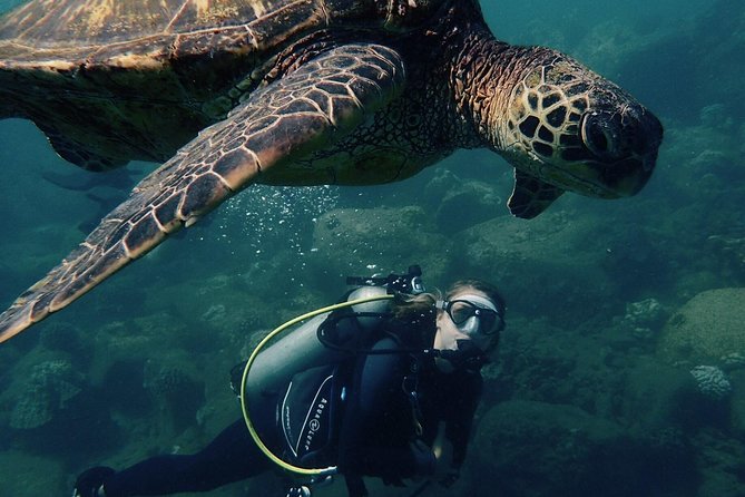 Kauai's Ultimate South Shore 2 Tank Dive (Certified Divers Only) - Key Things I’d Focus On