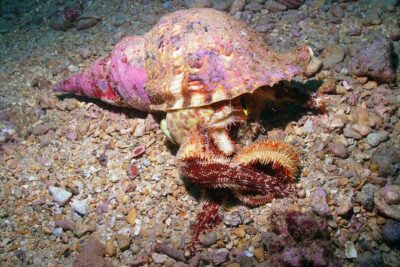 Kauai's Ultimate South Shore 2 Tank Dive (Certified Divers Only) - Hanaka’ape Bay Protection: The Real Reason This Works