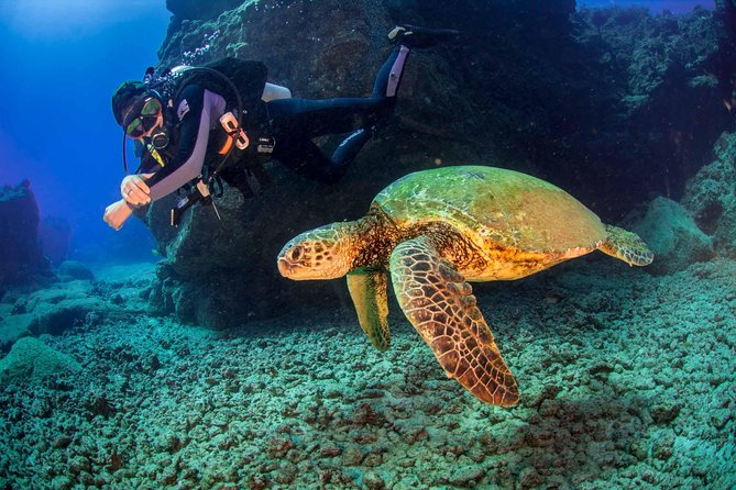 Kauai's Ultimate South Shore 2 Tank Dive (Certified Divers Only) - Marine Life: What You’re Most Likely to See