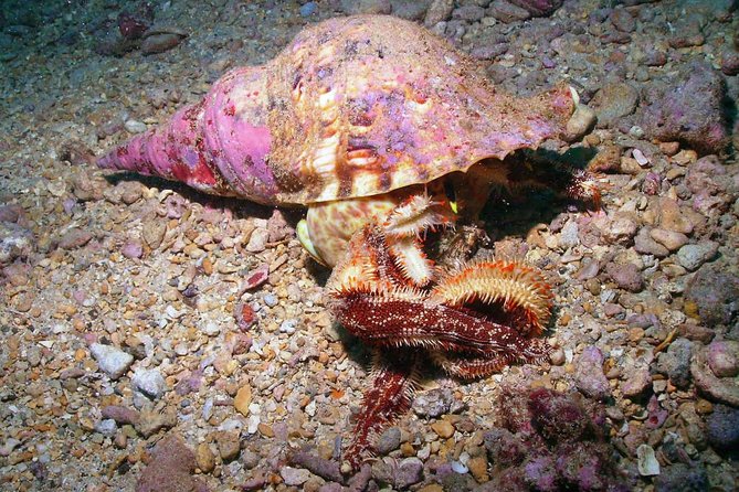 Kauai's Ultimate South Shore 2 Tank Dive (Certified Divers Only) - Hanaka’ape Bay Protection: The Real Reason This Works