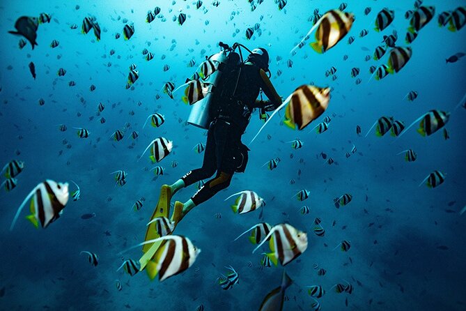 Kauai Scuba Diving for Beginners - Key Highlights You Should Know Before You Go