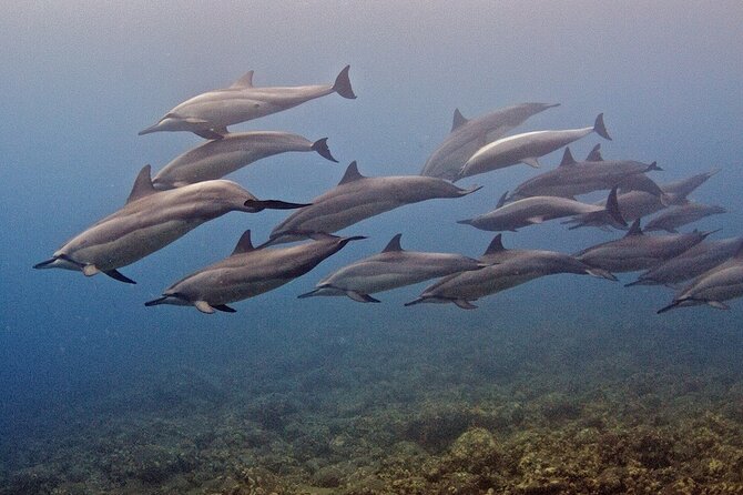Kauai Scuba Diving for Beginners - Two-Tank Option: More Time, a Second Reef Ecosystem