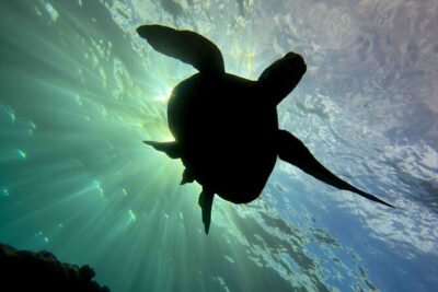 Kauai Scuba Diving for Beginners - Price and What You Truly Get for $202.75