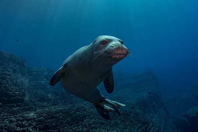 Kauai Scuba Diving for Beginners - Depth, Timing, and Realistic Expectations for Your First Underwater Day