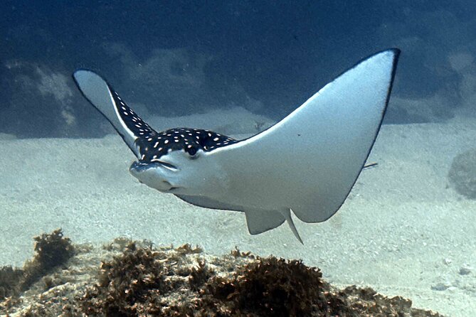 Kauai Scuba Diving for Beginners - Gear, Comfort, and What to Watch for Before You Hit the Water