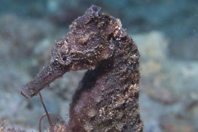 Kauai Scuba Diving for Beginners - Medical Paperwork and the 18-Hour Elevation Rule You Can’t Ignore
