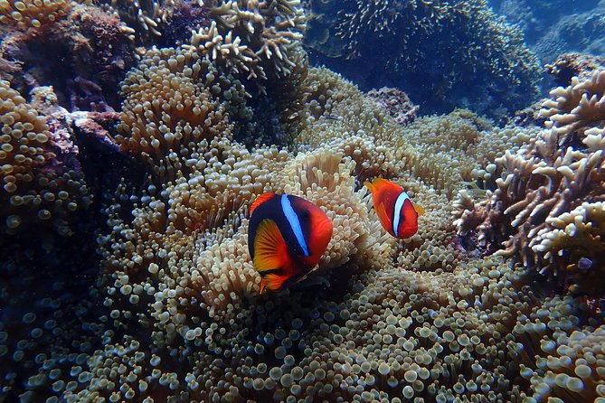 Kenting, Taiwan｜Snorkeling Free underwater photography One-on-one with instructor｜Taiwan Diving Snorkeling - Timing and Timing Expectations: What the Schedule Feels Like