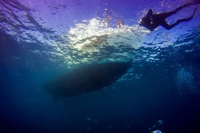 Key Largo 2 Tank Dive trip - Key Largo Two-Tank Scuba Highlights