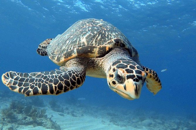 Key Largo 2 Tank Dive trip - Meeting At 51 Garden Cove Dr: what “small and organized” looks like