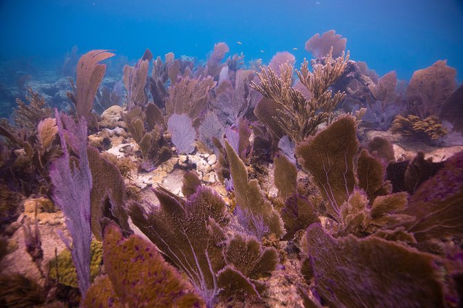 Key Largo 2 Tank Dive trip - John Pennekamp Coral Reef Park: reefs, wrecks, and the big Florida Keys payoff