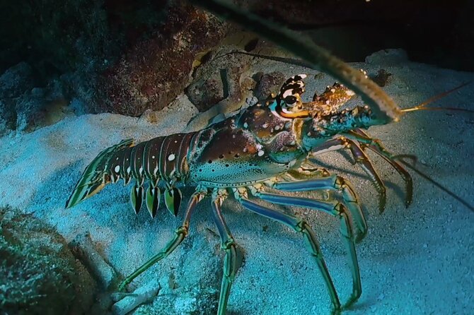 Key Largo Scuba Trip, 2 Location - 65 Min Per Site - Reef Park Time: Why John Pennekamp Fits This Trip Style