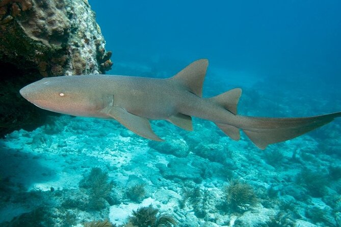 Key Largo Scuba Trip, 2 Location - 65 Min Per Site - Snorkel Plus Scuba: A Day That Doesn’t Force One Mode