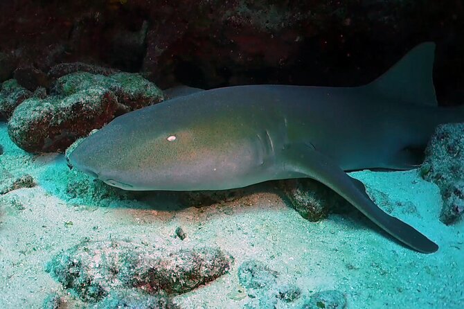 Key Largo Scuba Trip, 2 Location - 65 Min Per Site - Crew and Service: Captain Morris, and the Helpful Hands On Board